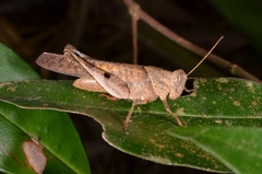 Coptacrinae