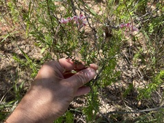 Adenandra marginata