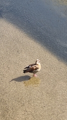 Alopochen aegyptiaca