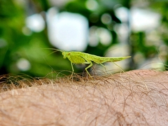 Tropidomantis