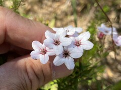 Adenandra marginata