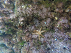 Coscinasterias tenuispina