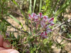 Adenandra marginata