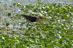 Irediparra gallinacea