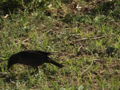 Molothrus bonariensis