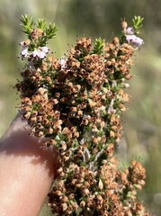 Erica paniculata