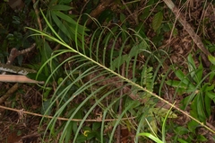 Scleria scrobiculata