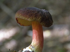 Xerocomellus pruinatus