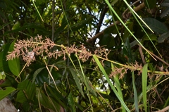 Scleria scrobiculata