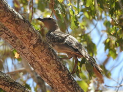 Chlamydera nuchalis
