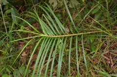 Scleria scrobiculata