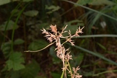 Scleria scrobiculata
