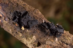 Cordieritidaceae