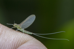 Cloeon bengalense
