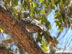 Chlamydera nuchalis