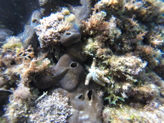 Coscinasterias tenuispina