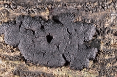 Annulohypoxylon