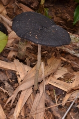 Sanguinoderma rugosum