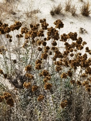 Helichrysum italicum