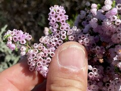 Erica cyathiformis