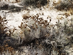 Helichrysum italicum