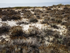 Helichrysum italicum