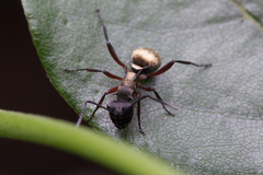 Polyrhachis rufifemur