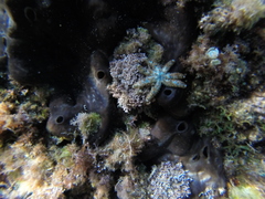 Coscinasterias tenuispina