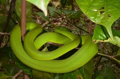 Trimeresurus albolabris