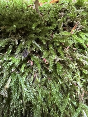 Brachythecium rutabulum