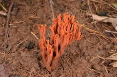 Phaeoclavulina