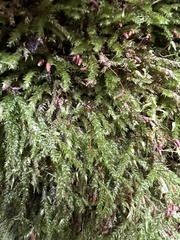 Brachythecium rutabulum