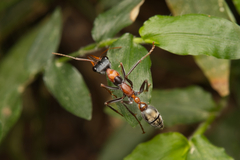 Myrmecia nigrocincta