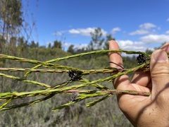 Leucadendron corymbosum