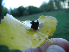 Harmandiola tremulae