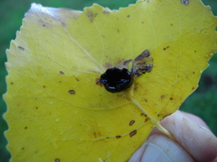 Harmandiola tremulae
