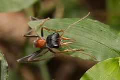Myrmecia nigrocincta