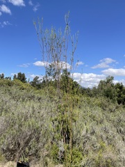 Leucadendron corymbosum