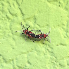 Dysdercus decussatus