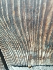 Phalangium opilio