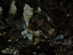 Calliclinus geniguttatus