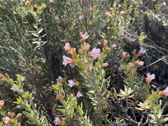 Lobostemon fruticosus