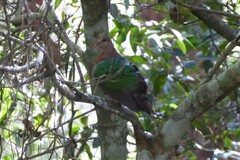 Chalcophaps longirostris