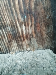 Phalangium opilio