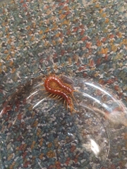 Scolopocryptops spinicaudus