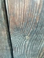 Phalangium opilio