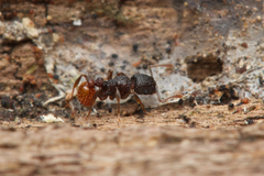 Tetramorium impressum
