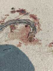 Coelognathus radiatus