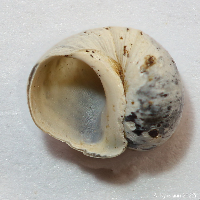 Литоглиф Обыкновенный (Lithoglyphus naticoides)