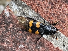 Nicrophorus interruptus